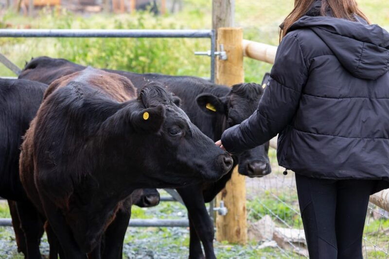 shropshire-meet-the-mini-moos-cow-cuddling-experience