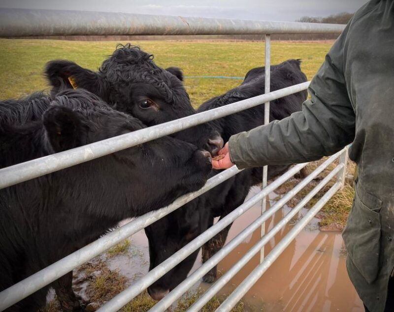 shropshire-meet-the-mini-moos-cow-cuddling-experience