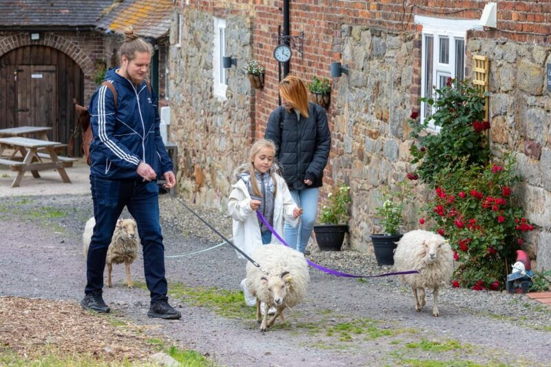 shropshire-sheep-trek-with-the-smallest-sheep-in-the-world