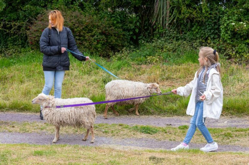 shropshire-sheep-trek-with-the-smallest-sheep-in-the-world