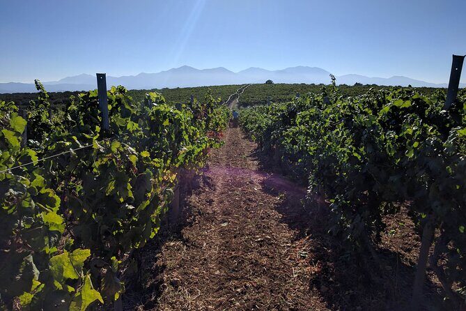 Shuttle Service - Wine Tasting & Tour @ Lyrarakis Winery - Key Points