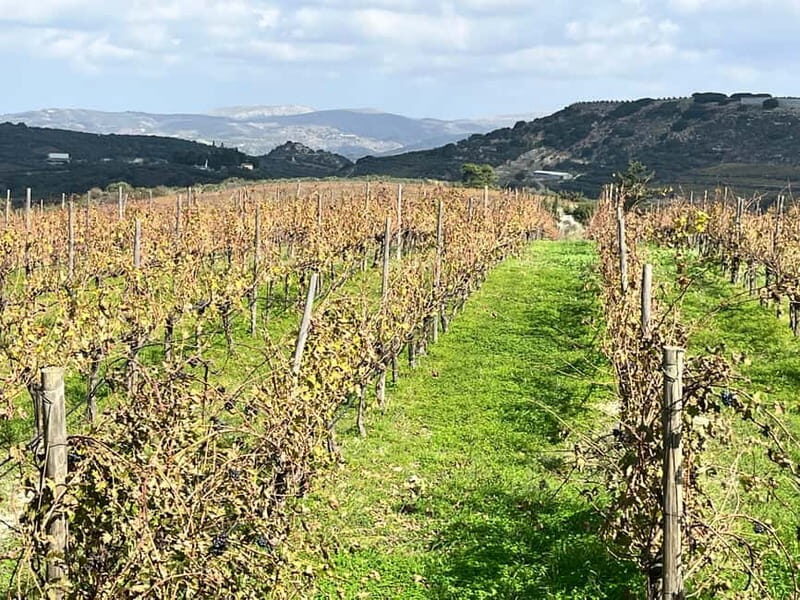 Shuttle & Wine Experience at Lyrarakis Winery - Practical Details and Considerations  