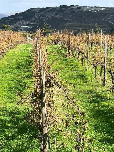 Shuttle & Wine Experience at Lyrarakis Winery - What You’ll Actually Experience  