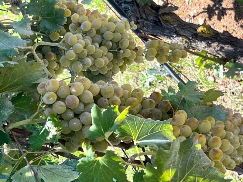 Shuttle & Wine Experience at Lyrarakis Winery - Frequently Asked Questions  