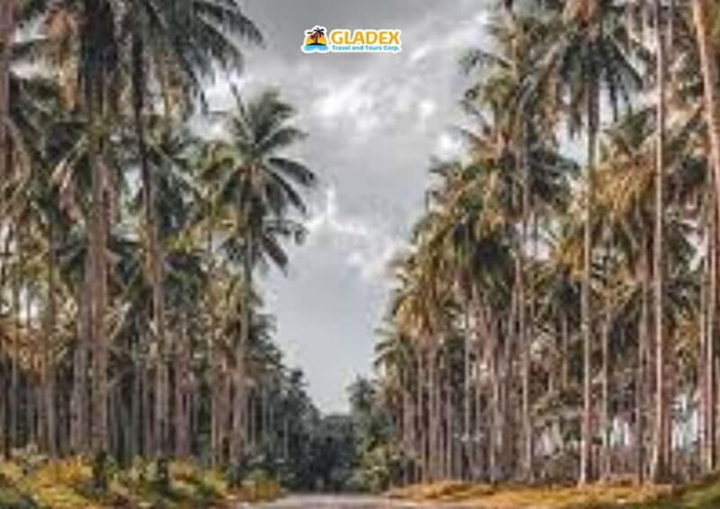 Siargao: Land Tour - An In-Depth Look at the Siargao Land Tour