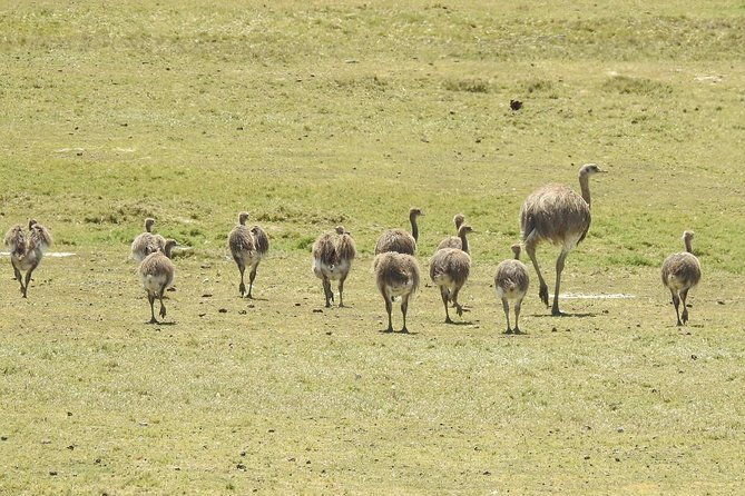sib-cruise-shore-excursion-peninsula-valdes-pto-madryn-patagonia-argentina