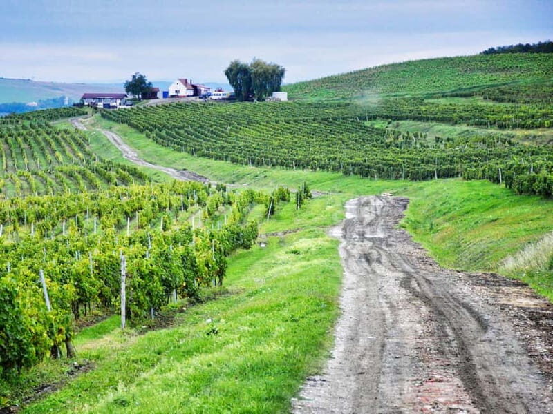 Sibiu, UNESCO & wine tasting tour (from Cluj) - A Full Day of Transylvanian Charm and Culture