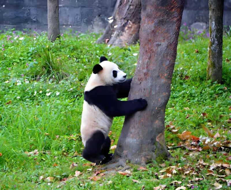 Sichuan: Bifengxia Giant Panda Base Ticket - Key Points
