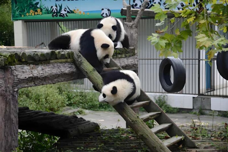 Sichuan: Bifengxia Giant Panda Base Ticket - A Deep Dive Into What Makes Bifengxia Special