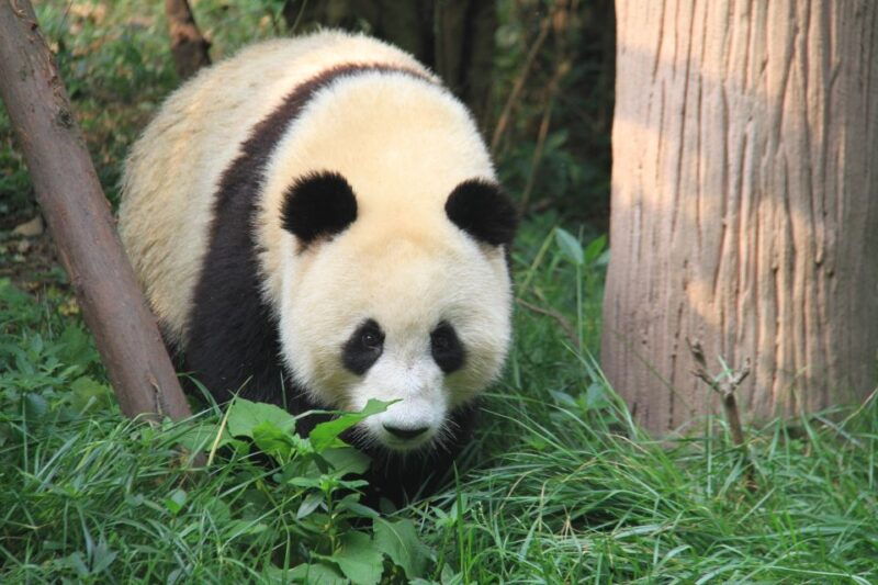 sichuan-big-panda-volunteer-day-tour
