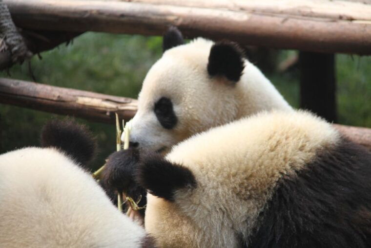 sichuan-big-panda-volunteer-day-tour