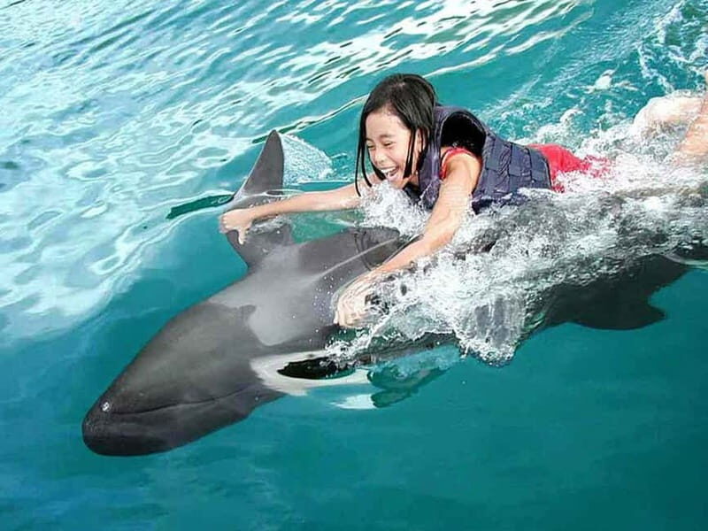 Side/Alanya: Swimming with Dolphins and Dolphin Show - Is This Tour Worth the Cost?