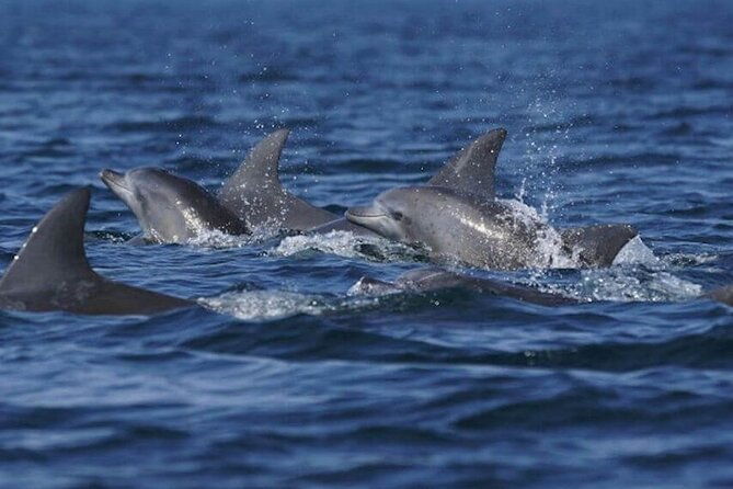 side-dolphin-island-boat-tour-with-foam-party-and-lunch-2