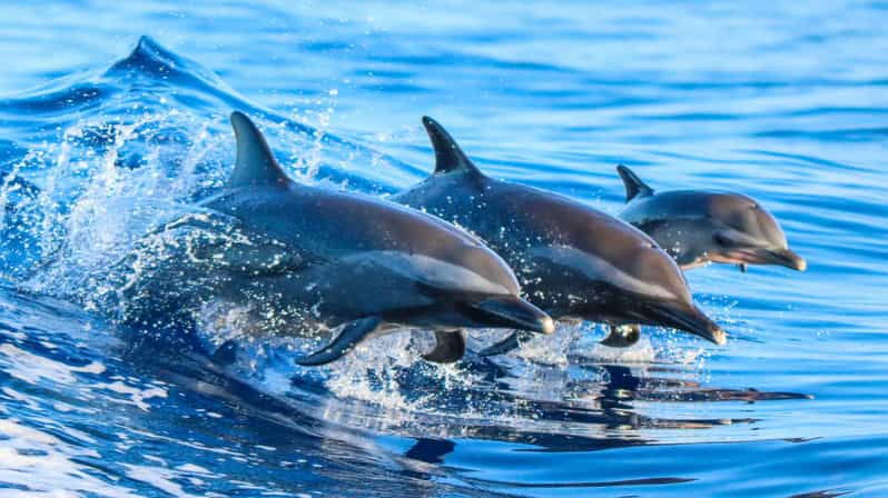 side-dolphin-island-boat-trip-with-lunch-unlimited-drinks