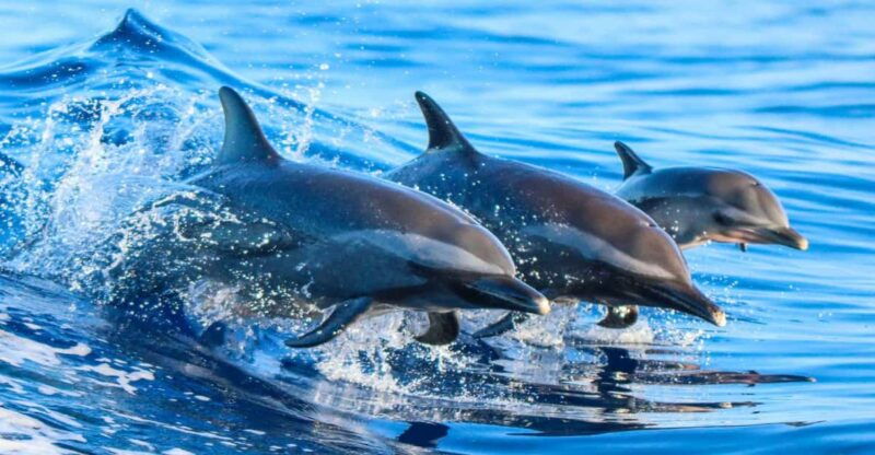 side-dolphin-island-boat-trip-with-lunch-unlimited-drinks