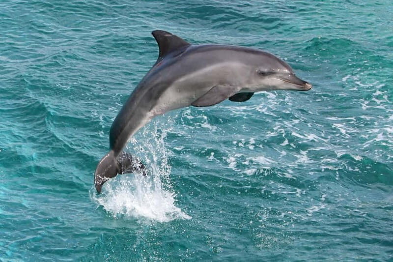 Side: Dolphins Island Cruise with Swimming Stops and Lunch - Who Is This Tour Best For?