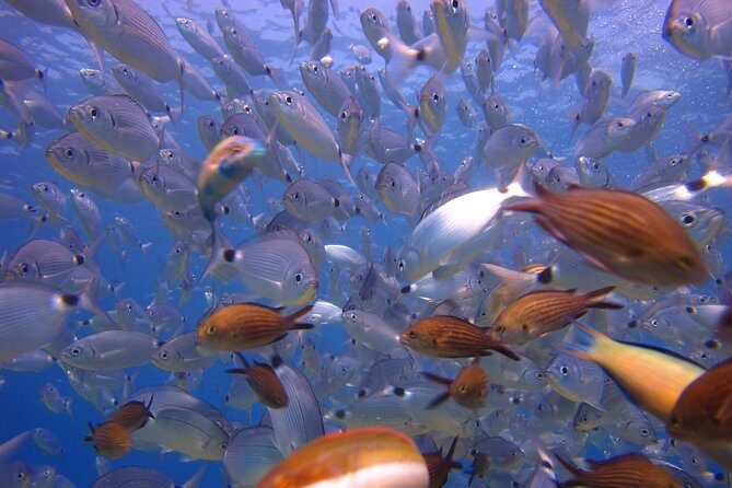 Side: Scuba Diving Under Water Museum - FAQs