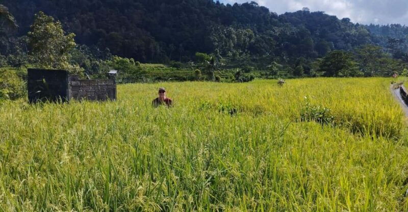 sidemen-adventures-the-scenic-rice-fields-and-village-life
