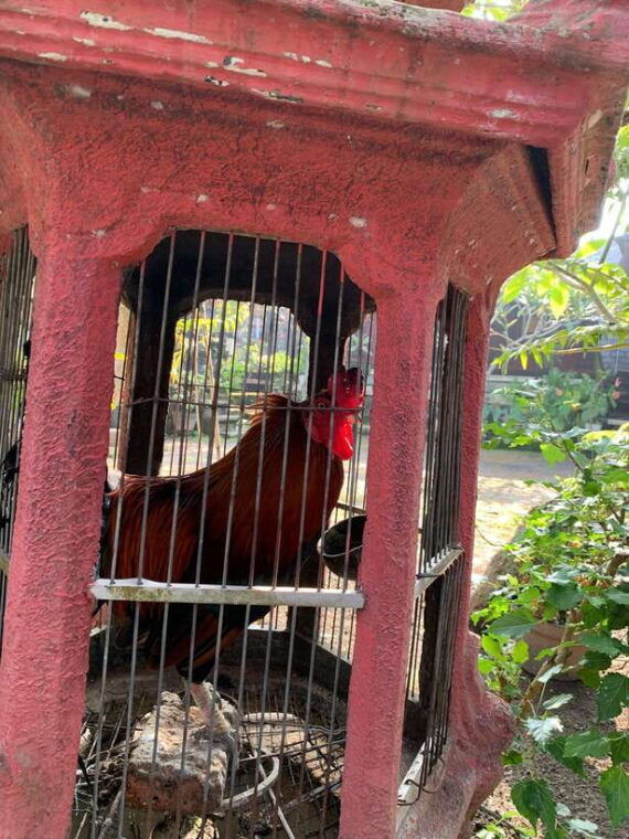 sidemen-balinese-traditional-activities