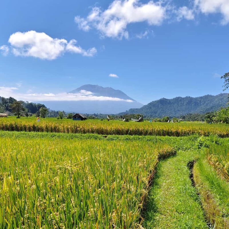 Sidemen: Rice Terraces, Waterfall, & Village Tour - An In-Depth Look at the Tour Experience