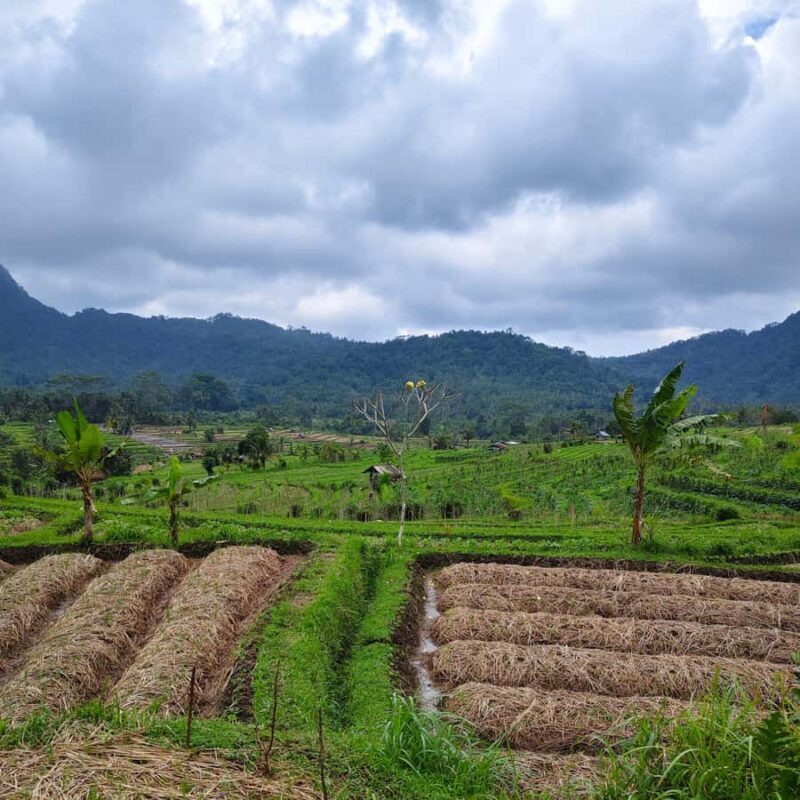 Sidemen: Rice Terraces, Waterfall, & Village Tour - Who Is This Tour Best For?