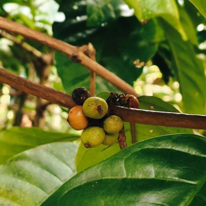 Sidemen: Rice Terraces, Waterfall, & Village Tour - Frequently Asked Questions