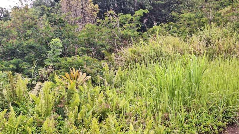 Sidemen Trekking: Dwangga Hill Hike in Sidemen (Peak 800M) - The Value of this Experience