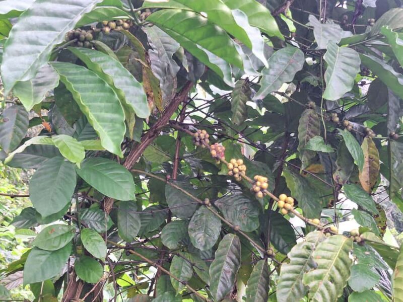 Sidemen Trekking: Dwangga Hill Hike in Sidemen (Peak 800M) - Who Will Love This Tour?