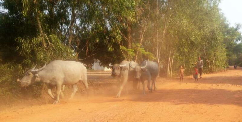 siem-reap-3-hour-ancient-trails-motorbike-tour