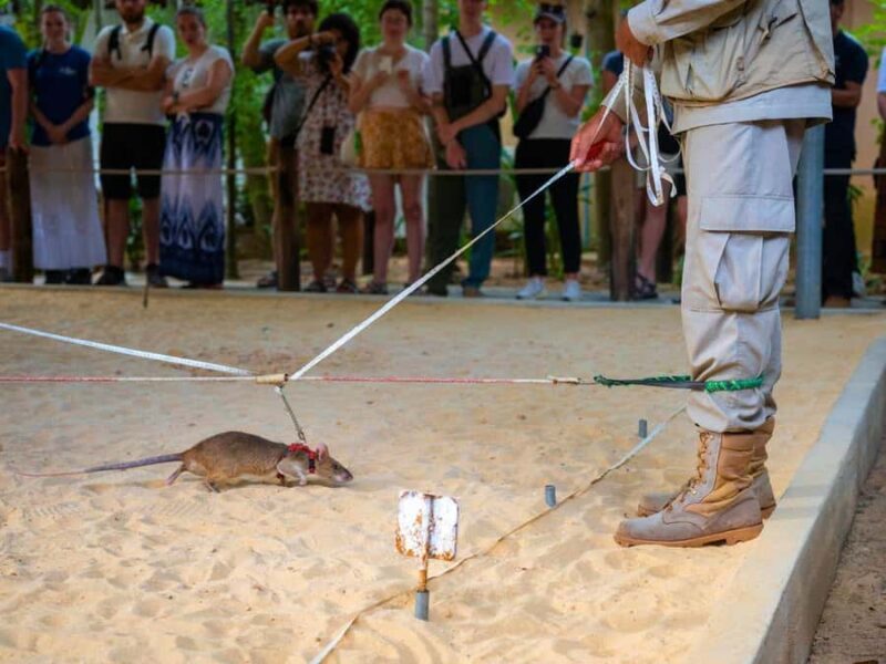Siem Reap: Afternoon APOPO Rats Tour + Phare Circus Option - FAQs