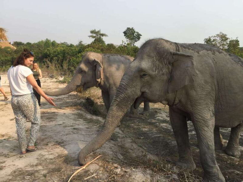 siem-reap-dine-with-elephants-a-nature-wildlife-journey