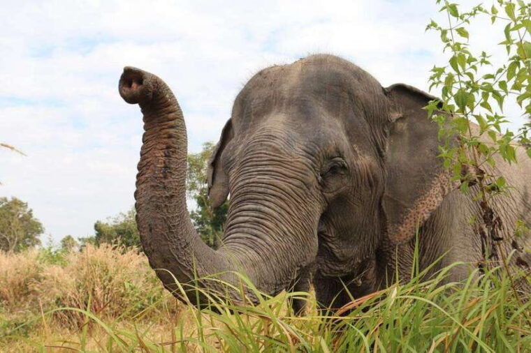 siem-reap-dine-with-elephants-a-nature-wildlife-journey