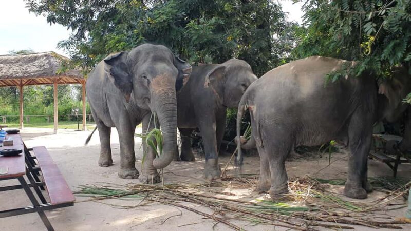 Siem Reap: Elephant Sanctuary Guided Tour - Practical Details and Considerations