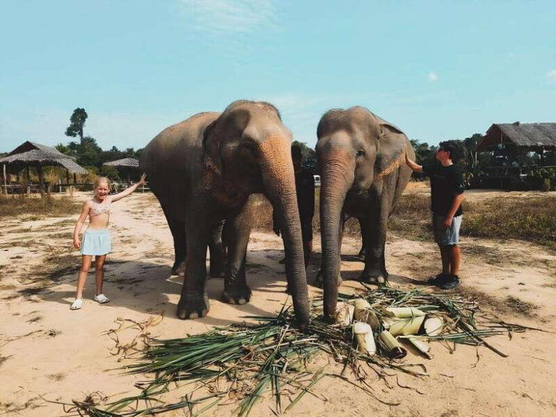 siem-reap-elephant-sanctuary-included-hotel-pickup-drop-off