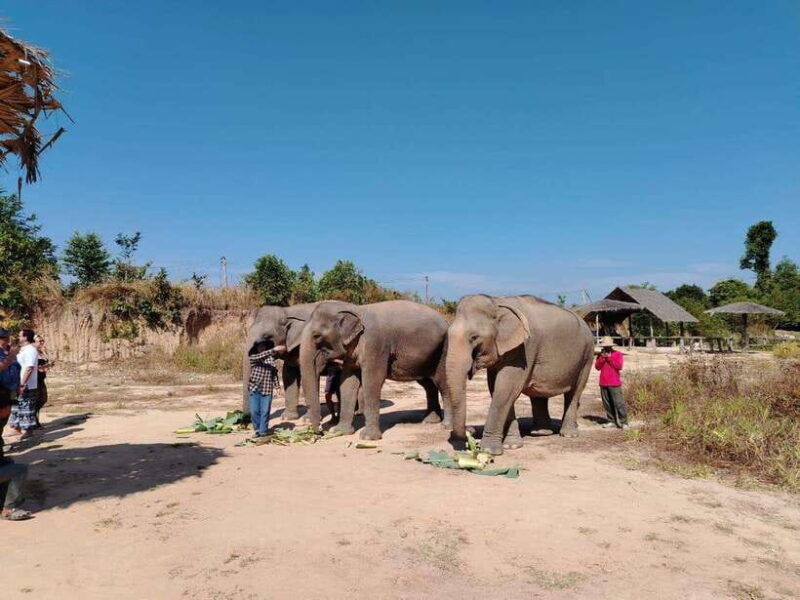 siem-reap-elephants-apopo-rat-demining-private-trip