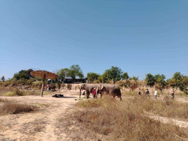 siem-reap-elephants-apopo-rat-demining-private-trip