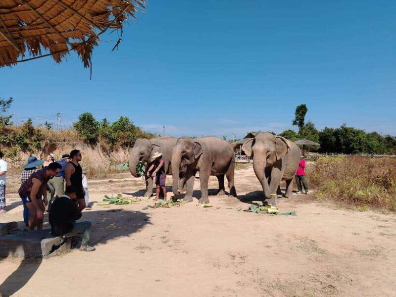 siem-reap-elephants-apopo-rat-demining-private-trip