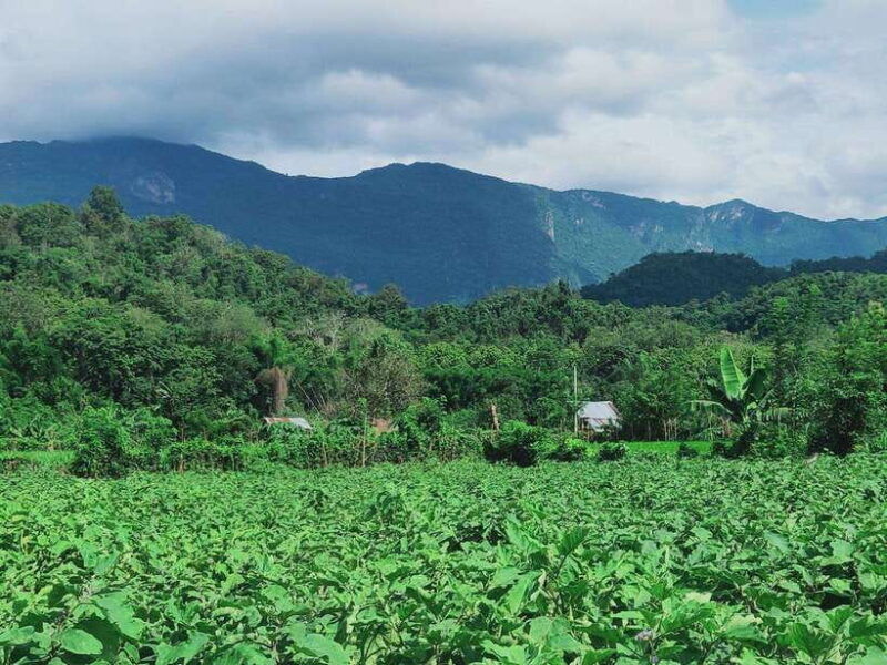 siem-reap-elephants-apopo-rat-demining-private-trip