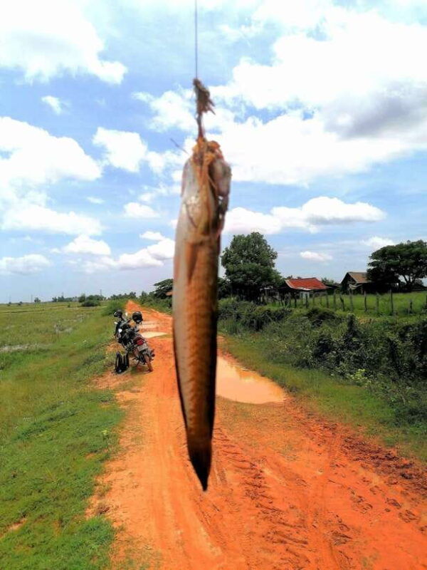 siem-reap-fishing-in-the-rice-fields-in-the-villages-of-siem-reap