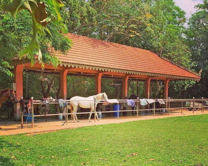 siem-reap-happy-horse-riding-free-pick-up-drop-off