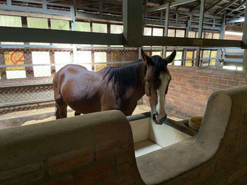 siem-reap-happy-horse-riding-free-pick-up-drop-off