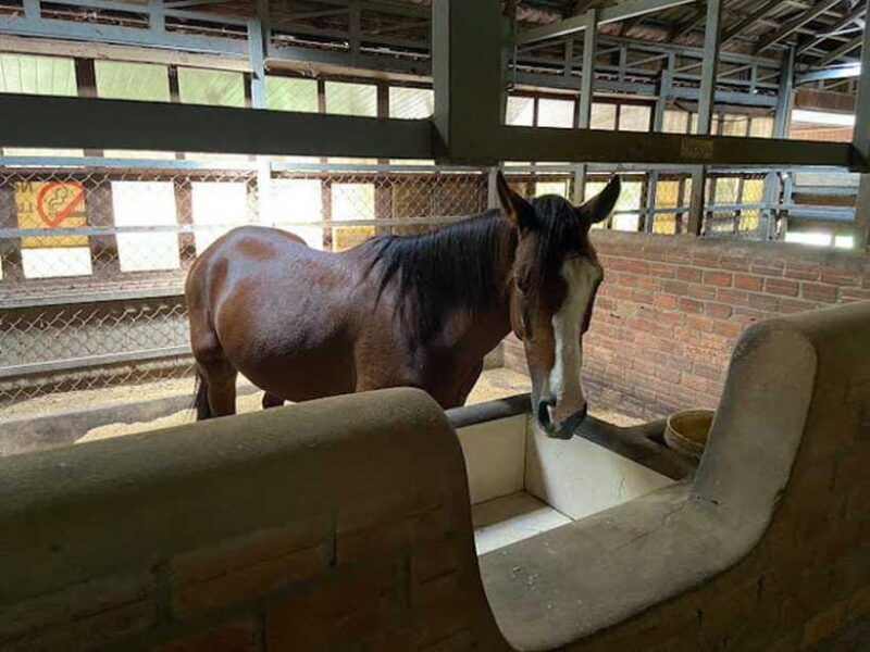 siem-reap-happy-horse-riding-free-pick-up-drop-off
