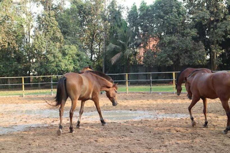 siem-reap-happy-horse-riding-free-pick-up-drop-off