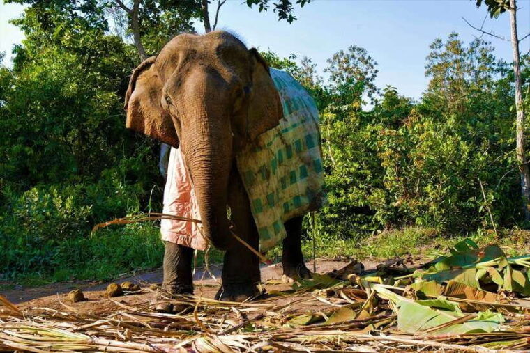 siem-reap-kulen-elephant-forest-tonlesap-lake