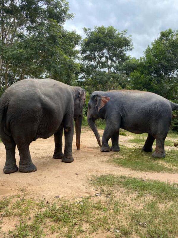 Siem Reap: Kulen Elephants & Floating Village by AC car - Frequently Asked Questions