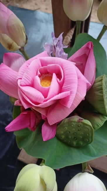 Siem Reap: Lotus Silk Farm - Guided Visit & 3 Craft Workshop - Practical Details and Value  
