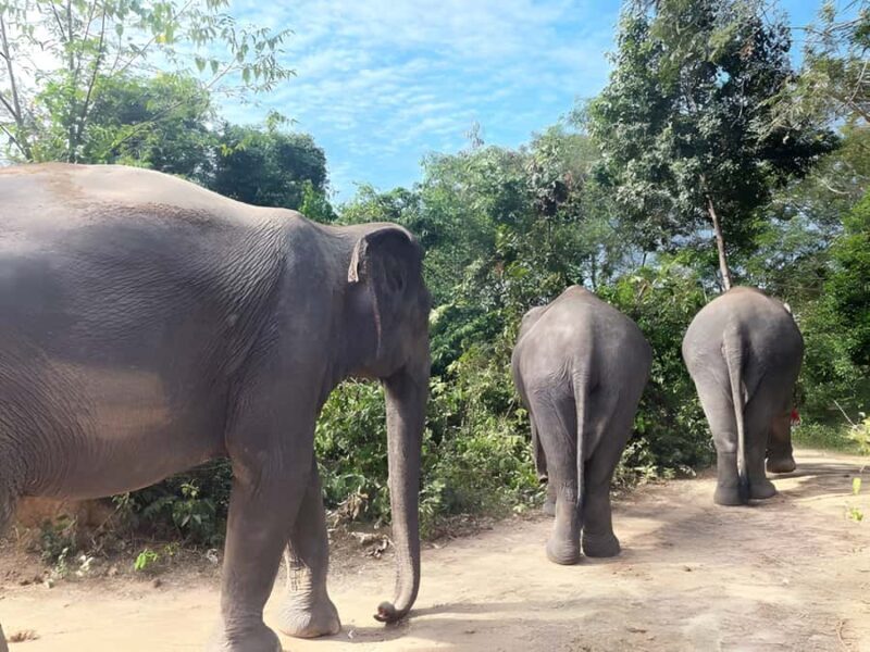 Siem Reap: Phnom Kulen & Elephant Sanctury Private Tour - Who Is This Tour Best Suited For?