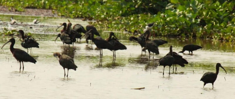 Siem Reap: Prek Toal Bird Colony, Silk Farm & Cooking - FAQ