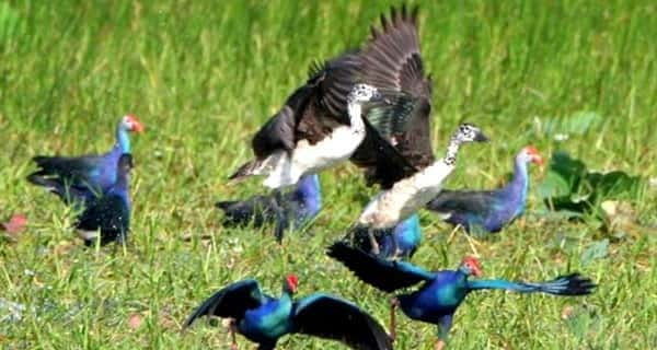 siem-reap-prek-toal-tonle-sap-biosphere-reserve-tour