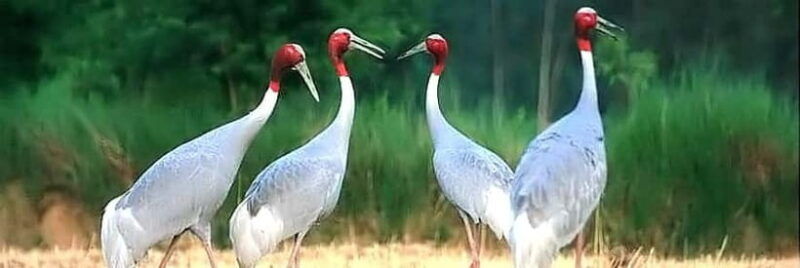 siem-reap-prek-toal-tonle-sap-biosphere-reserve-tour